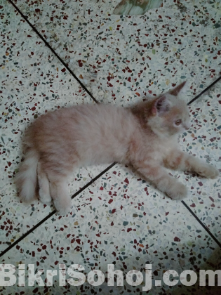 High quality female Persian Kitten for sale.